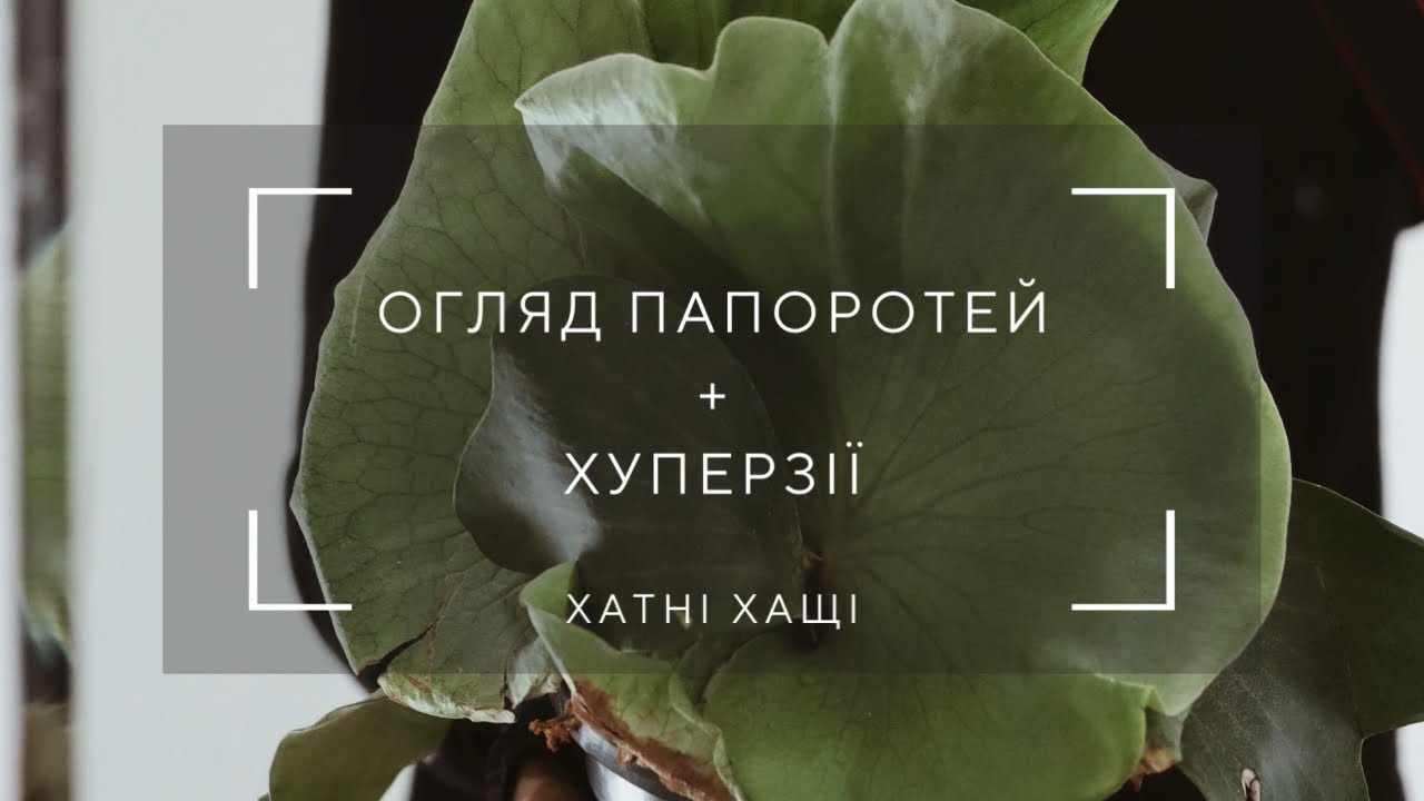 ПАПОРОТІ повний огляд. Хуперзії, платіцеріуми, кокедами.