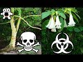 The Most Dangerous Trees In The World