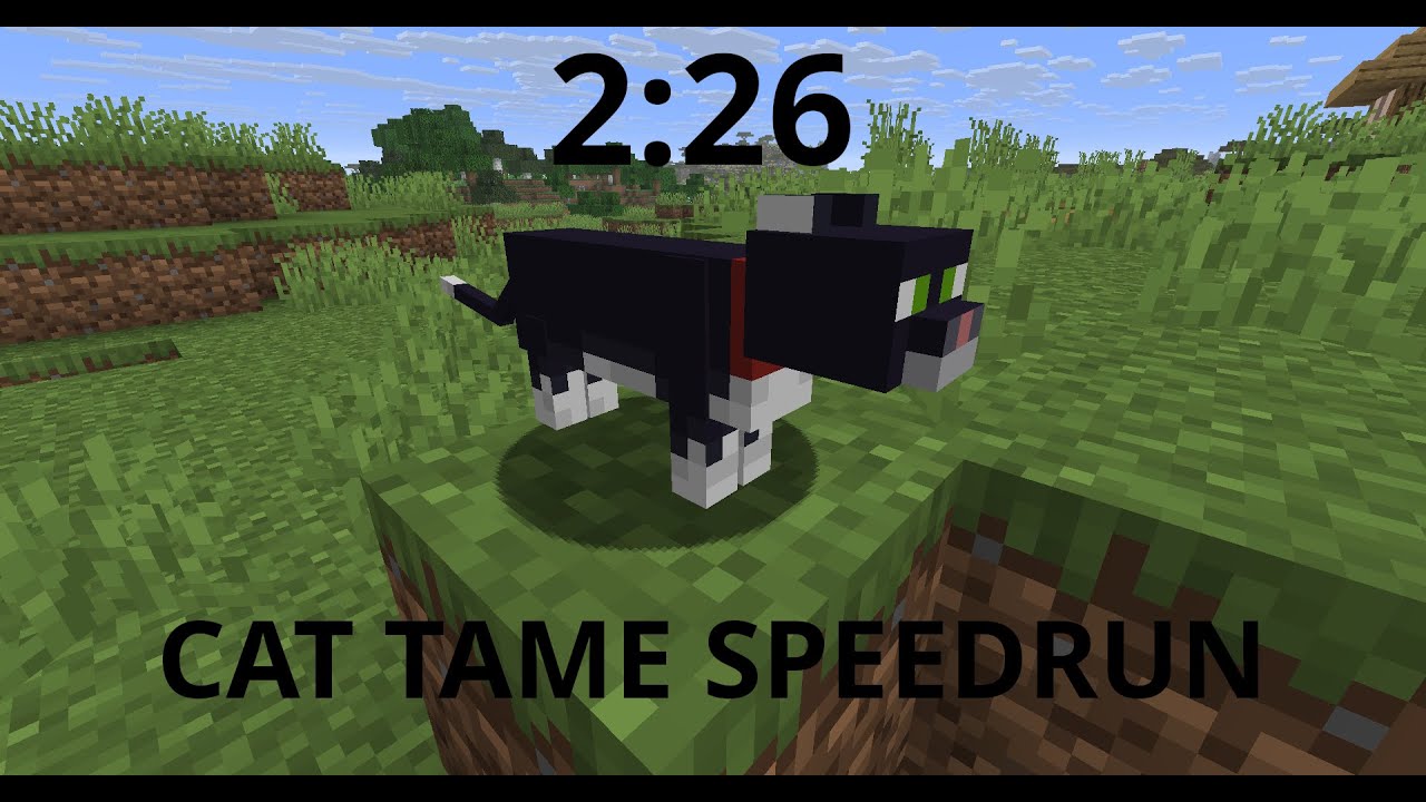 Speedrun w oswajaniu kota (