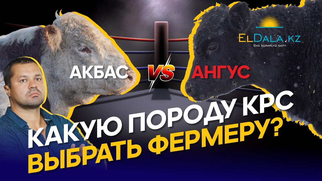 Мясное животноводство в Казахстане: ангус или акбас, рынки сбыта, живой ...