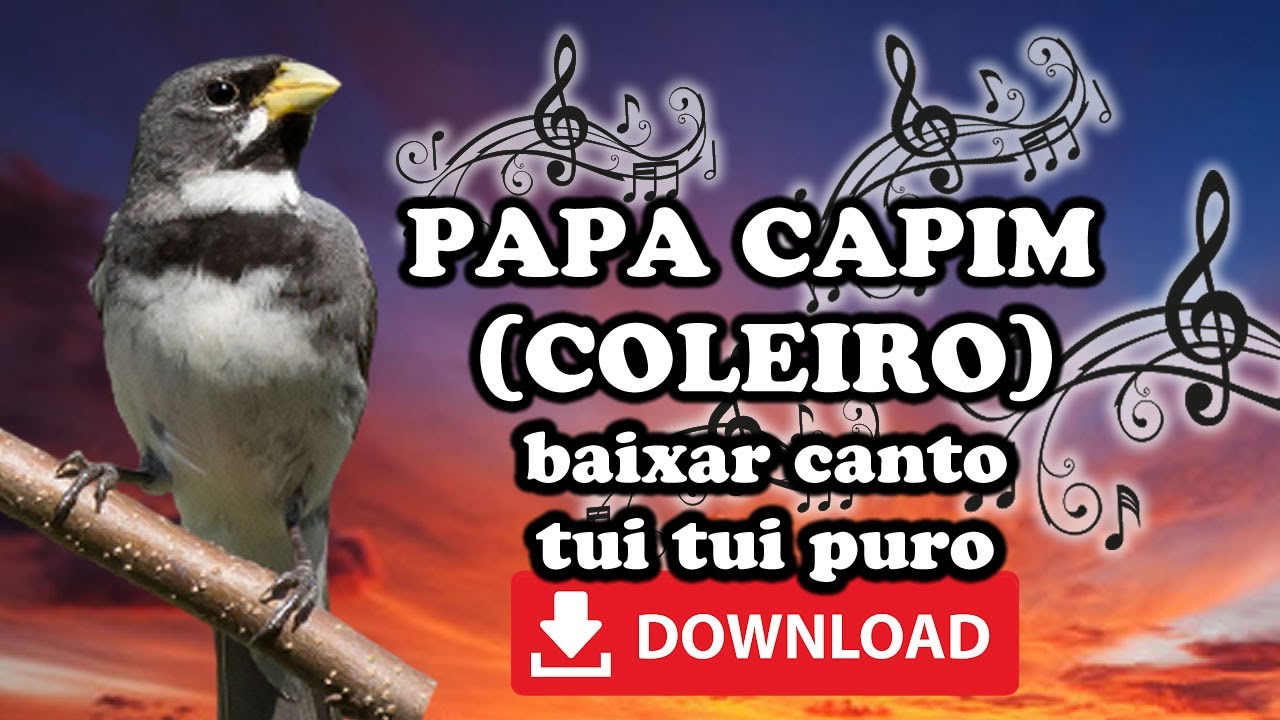 Coleiro Papa Capim Tui Tui