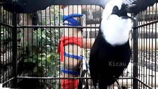 Poksay Jambul Gacor Suaranya Bikin Tetangga Emosi‼️Kicau Legends