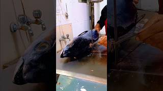 Sea massive black Tuna fish cutting skills video amazing
