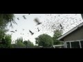 Swarm of BATS - VFX