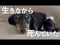 【保護犬】まるでゴミみたいに遺棄された犬を保護しました