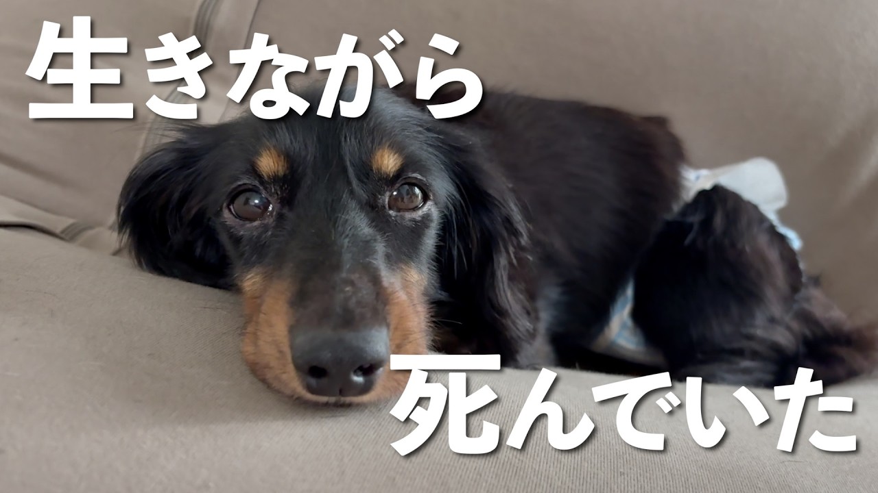 【保護犬】まるでゴミみたいに遺棄された犬を保護しました