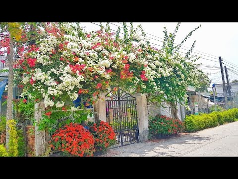 Video Cổng Rào Hoa Giấy 2 Màu Đỏ Trắng Nở Rực Rỡ Ai Đi Ngang... - youtube