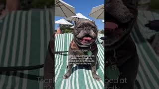 My first born baby boy 💙 #frenchbulldog_ig #frenchieworld #sohofarmhouse #dogsandhumans