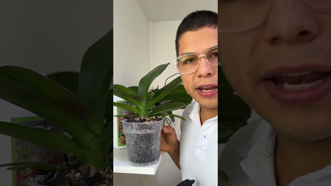 Que hacer cuando mi orquídea termina floración 