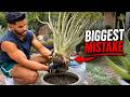 Before You Pot a Rare Outdoor Succulent, Watch This