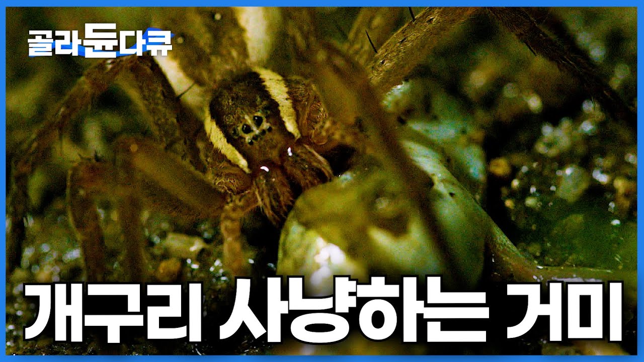 아예 물에 들어가서 개구리 잡고 나오는 거미 등장. 대체 어떻게 사냥하는 걸까?│황닷거미│다큐프라임│#골라듄다큐 - YouTube