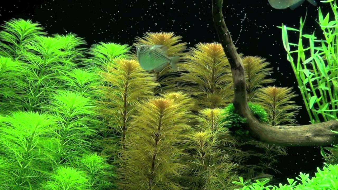 Myriophyllum "From Roraima"