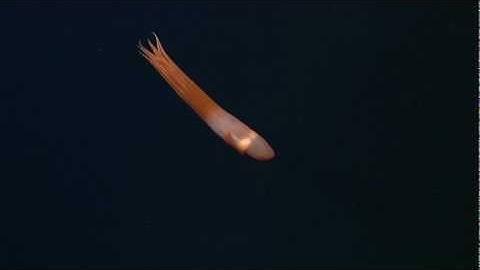 Ghostly critters from the deep sea: CIRRATE OCTOPUS