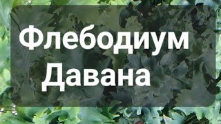 видео: Флебодиум Давана картинка: Флебодиум Давана
