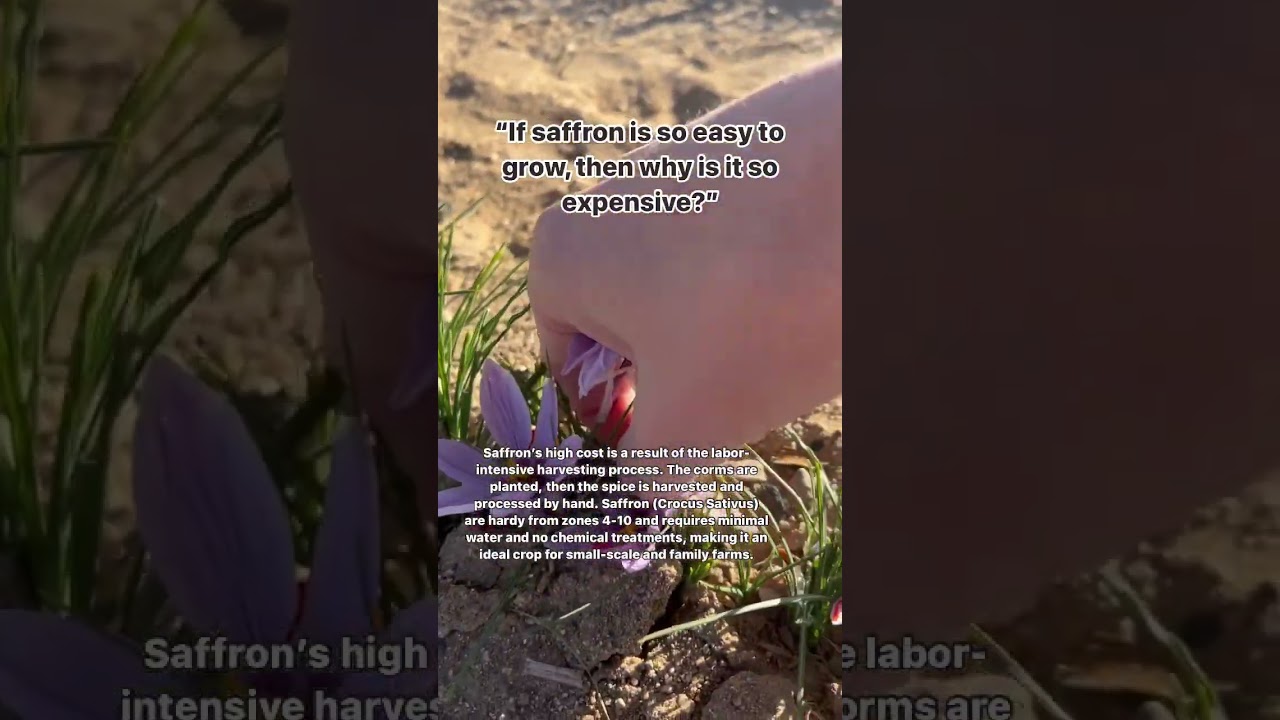 Saffron is surprisingly adaptable and low maintenance.