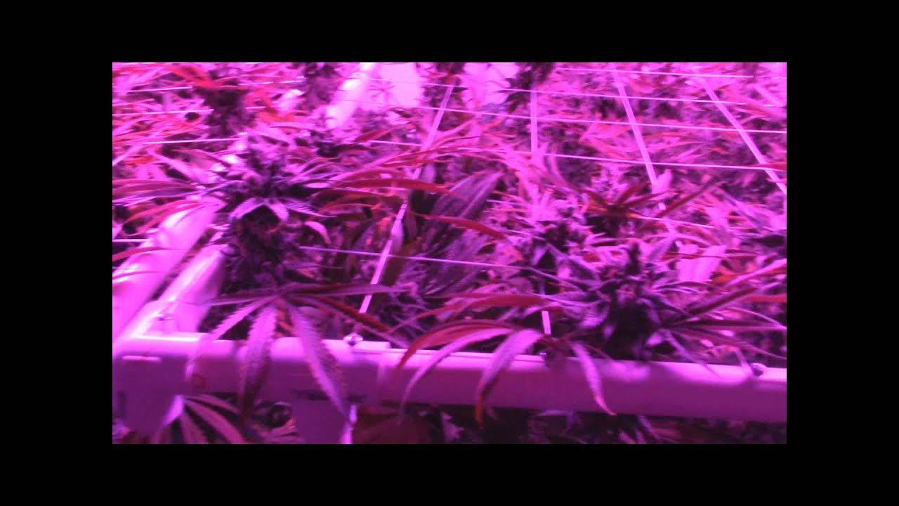 GL#7 Day 60 Flower