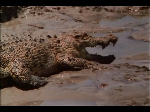 Kakadu: Land of the Crocodile
