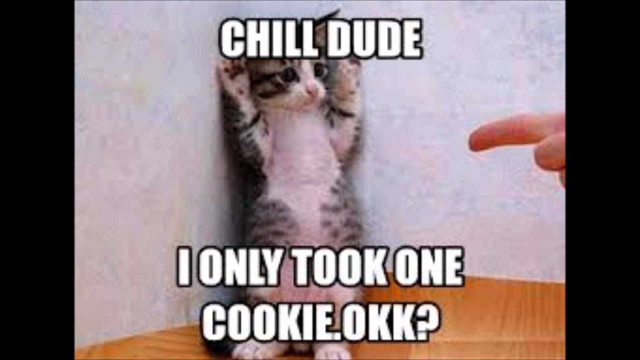 Kitten Gifs/meme SlideShow