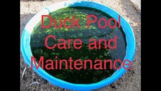 How to clean and maintain a backyard duck pool duck pond