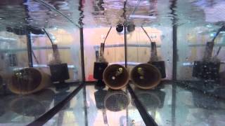 True Percula Pair Spawning