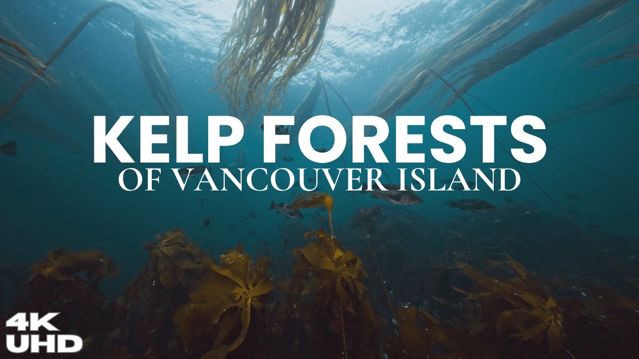 Vancouver Island Kelp Forests In 4K | 2 Hours of Relaxing Ocean Ambience 