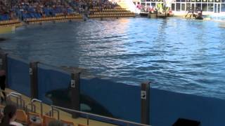 2014  Valas show