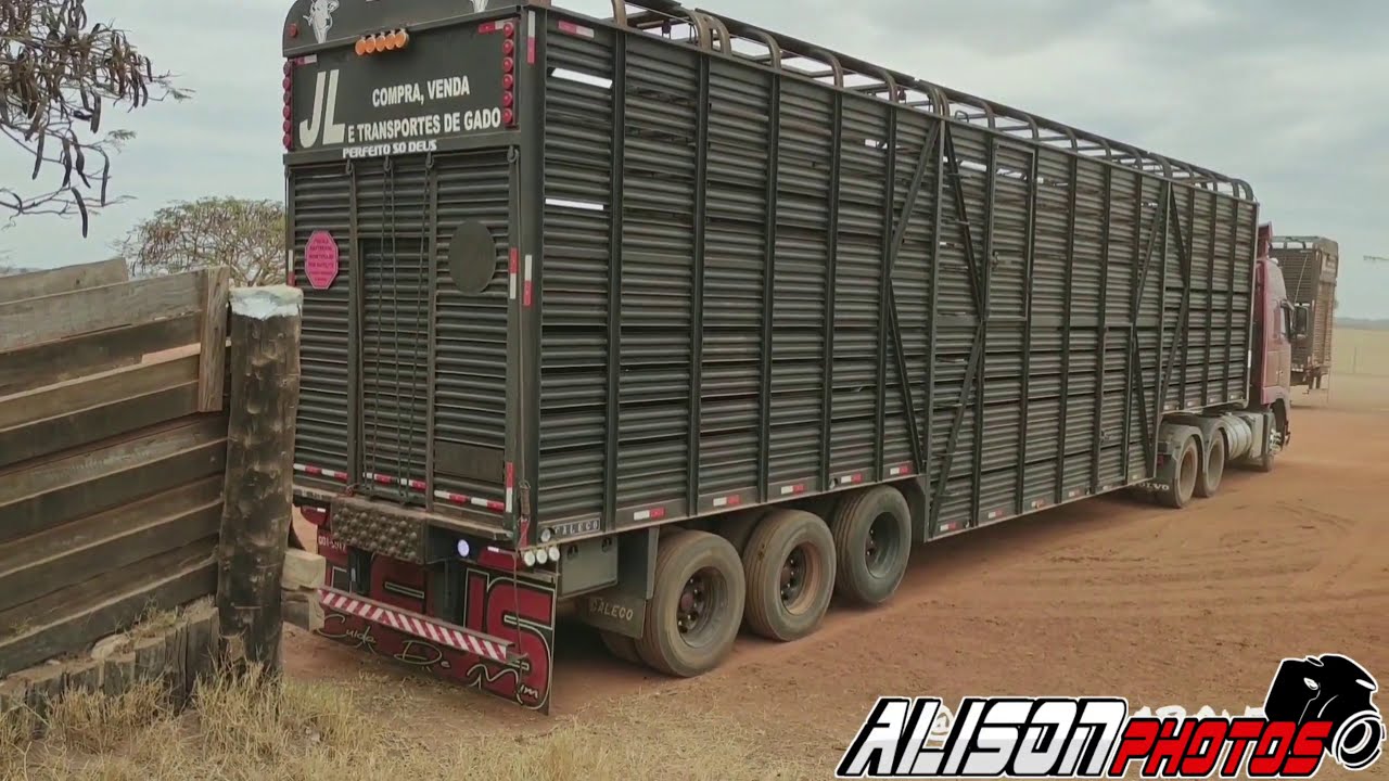 vídeo de Caminhão de boi máfia boiadeiro!