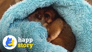 Dog Comes Home With A Baby Animal On His Back