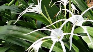 Hymenocallis littoralis, Spider Lily - Teresa's Plants