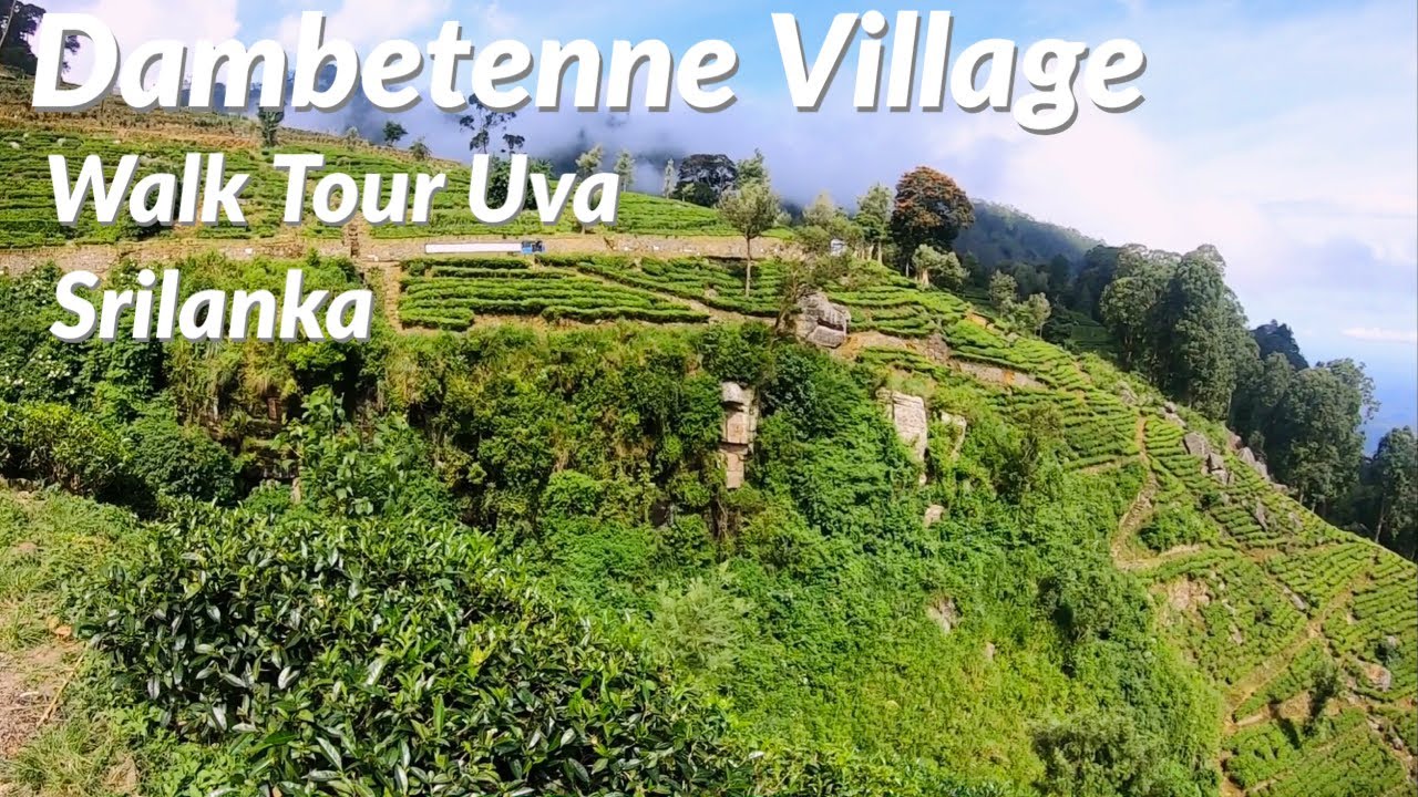 Dambetenne Village | Uva Province | Haputale | Sri Lanka | Silent Vlog | 2023