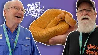 Most Stunning Snakes of Southeast Reptile Expo | Fall 2026 | #ballpython #snake #reptiles