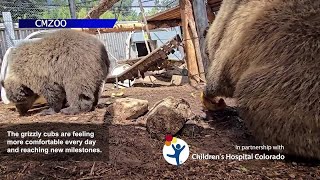 Scout and Ranger: CMZoo Grizzly cubs get new names