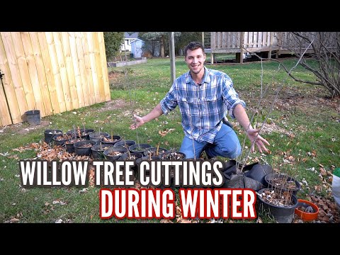 वीडियो: रोते हुए विलो का पेड़ सर्दियों में कैसा दिखता है?