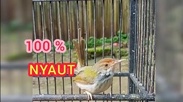 PRENJAK LUMUT NEMBAK NGAMUK NGEBREM || THE SOUND OF BIRD OF MOSS