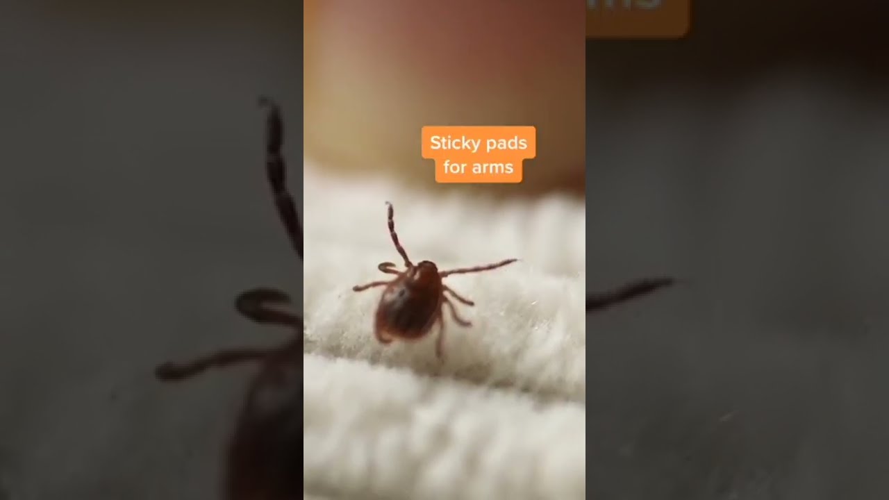 Как распространяются клещи?