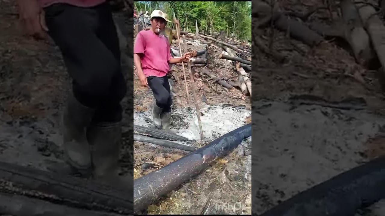 Tradisi Dayak.... menugal....