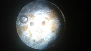 Świerzb u kota. Jak rozpoznać i leczyć świerzbowca?