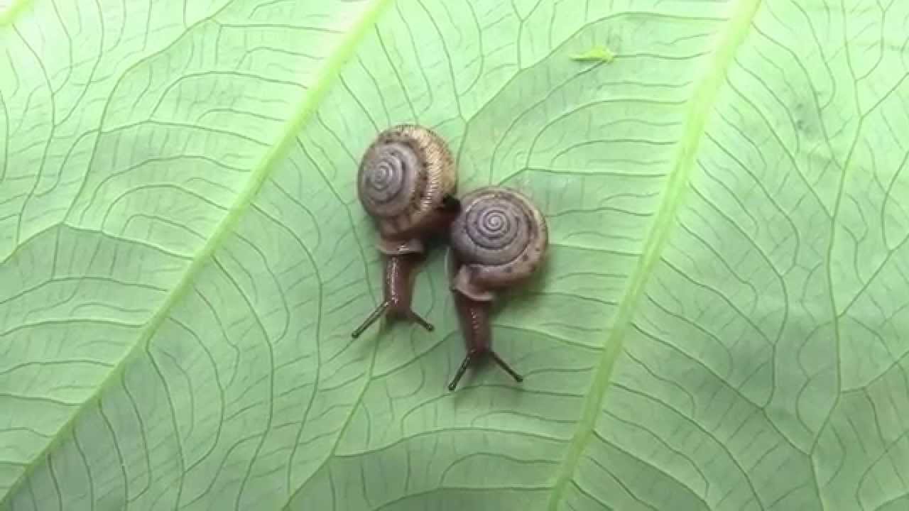 Daedalochila uvulifera (Shuttleworth, 1852) Peninsula Liptooth Snail