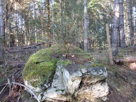 Broom Plant Growing in a Rock - YouTube