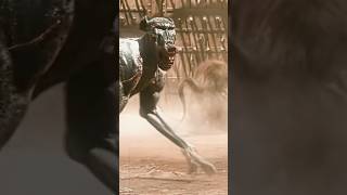 Gladiato Vs Monkey Gladiator 2025