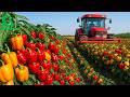 How Millions of Colorful Bell Peppers Are Grown, Harvested, and Sorted by Machine