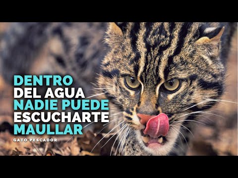Video: ¿Son peligrosos los gatos pescadores?