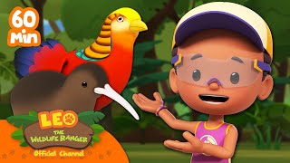 BUSY BIRDS THAT RUN FAST!!  | Leo the Wildlife Ranger | Kids Cartoons