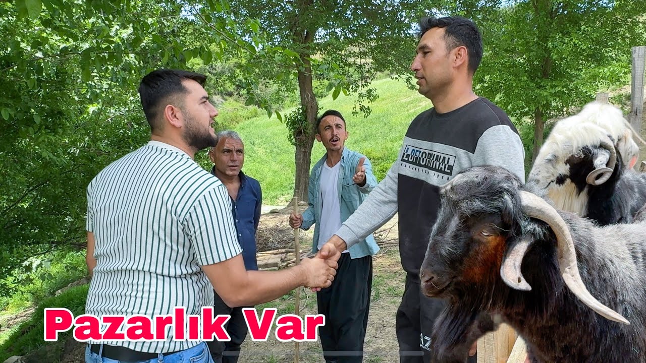 TOPLU KURBANLIK PAZARLIĞI  ‼️ 2025 KURBANLIK FİYATLARI  - Osmaniye