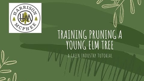 Training Pruning a Young Elm