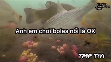 Cận cảnh cá chép quấn ổ , đặt camera ở dưới nước !