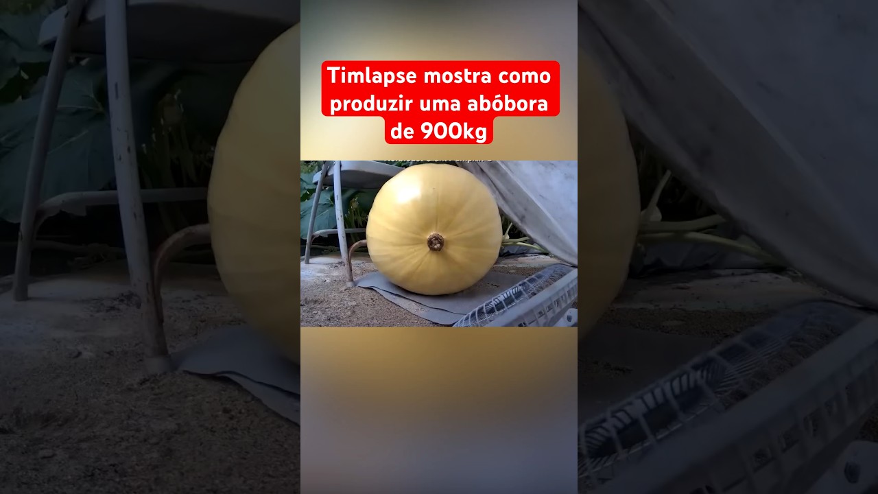 TIMELAPSE MOSTRA ABÓBORA DE 900KG CRESCENDO – INACREDITÁVEL!