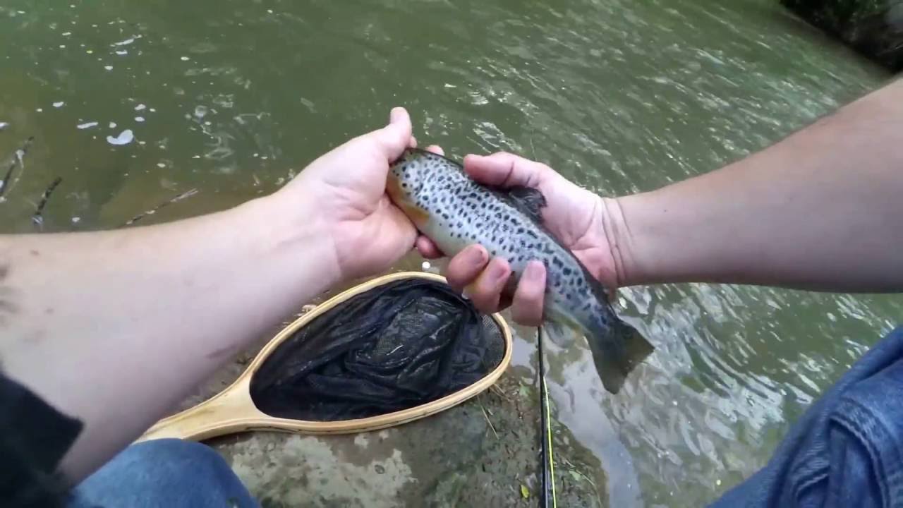 One of the Most Worth Buying Fly Reel-Maxcatch AVID Fly Reel 