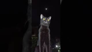 “Moonlight paints magic on the path of a black cat.” #cats #pets
