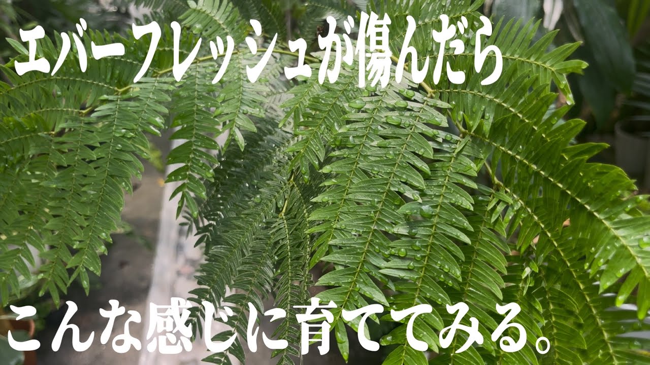 傷んだエバーフレッシュの育て方 - YouTube